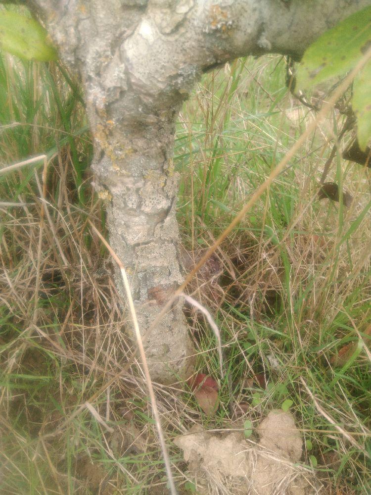 Poirier - Beurré de Naghin - Cordon 3 Etages - Force 2 - Autre