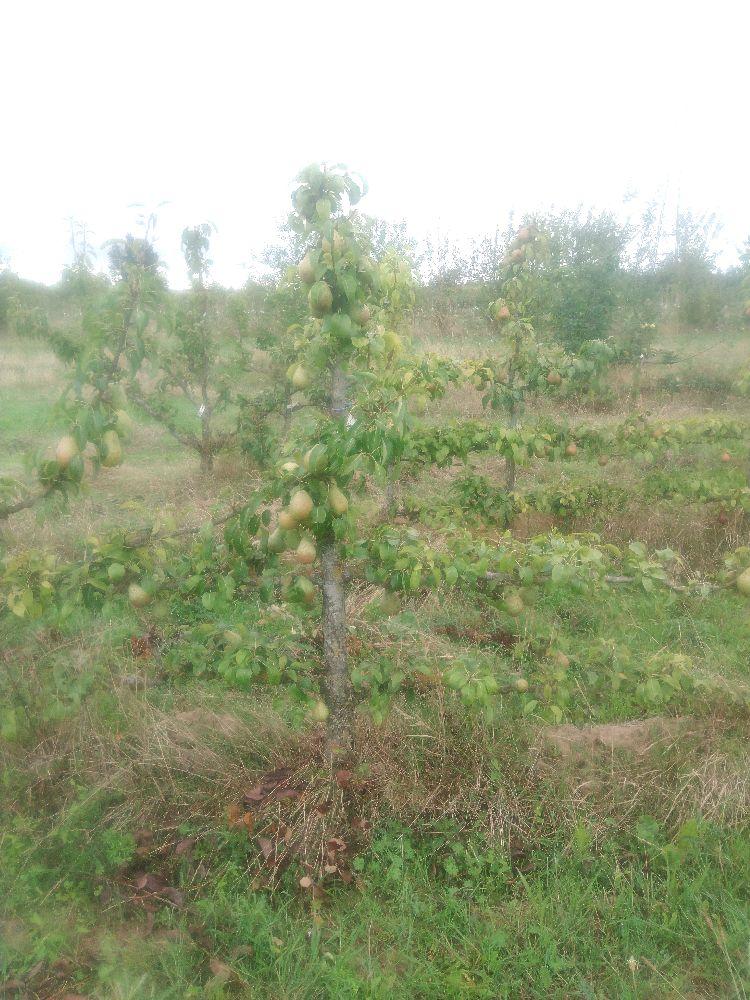 Poirier - Comtesse de Paris - Cordon 2 Etages - Force 4 - Autre