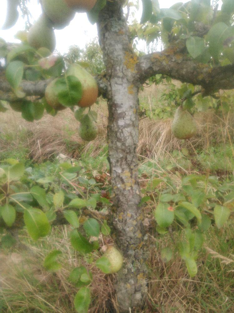 Poirier - Comtesse de Paris - Cordon 2 Etages - Force 4 - Autre