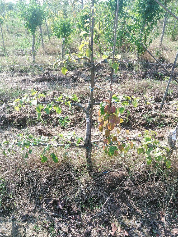 Poirier - Comtesse de Paris - Cordon 3 Etages - Force 2 - Autre