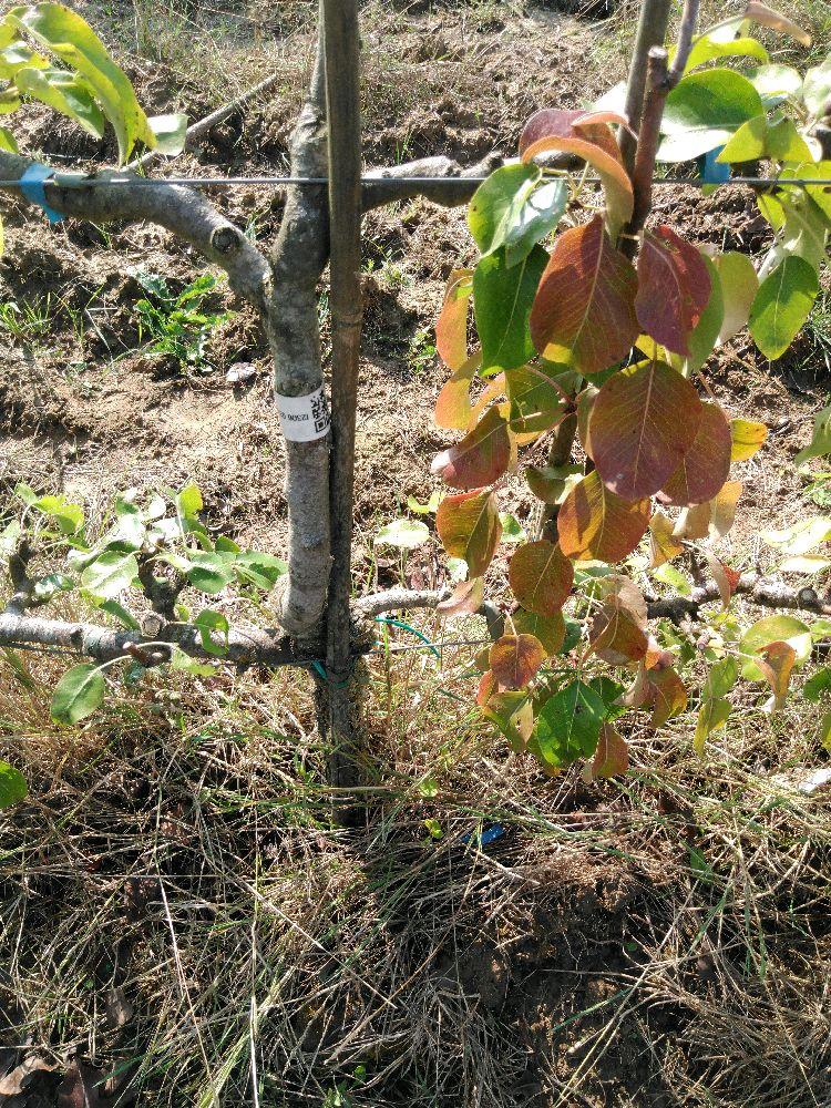 Poirier - Comtesse de Paris - Cordon 3 Etages - Force 2 - Autre