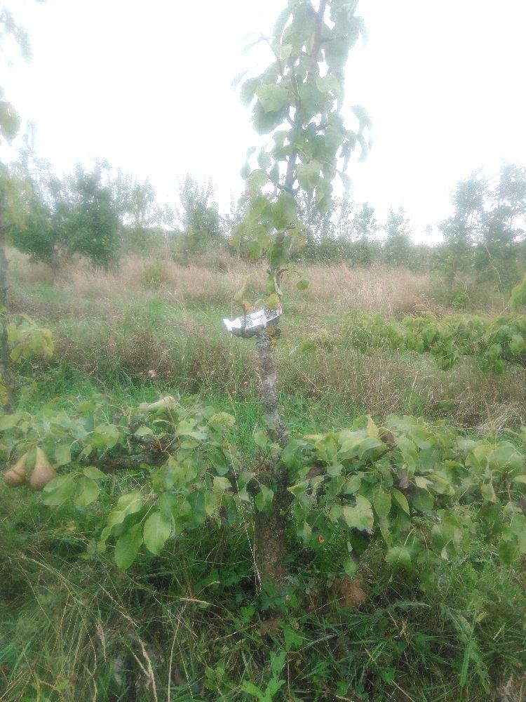 Poirier - Conférence - Cordon 2 Etages - Force 3 - Autre