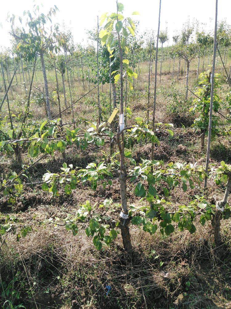 Poirier - Conseiller à la Cour - Cordon 2 Etages - Force 2 - Autre