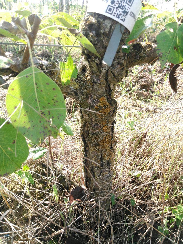 Poirier - Conseiller à la Cour - Cordon 2 Etages - Force 2 - Autre