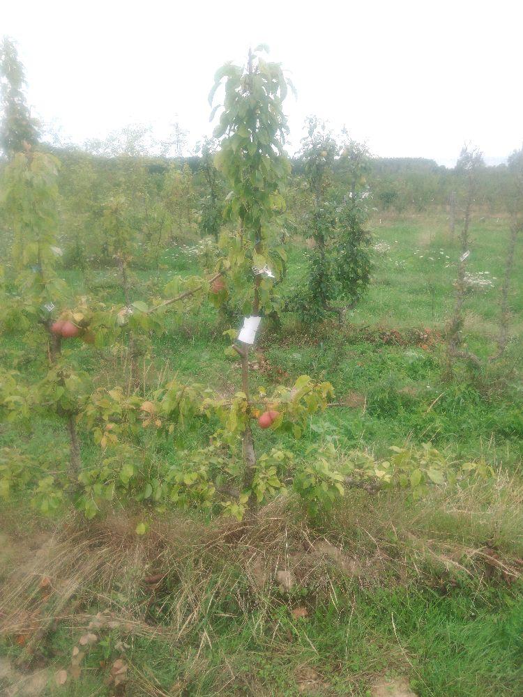 Poirier - Directeur Hardy - Cordon 2 Etages - Force 2 - Autre