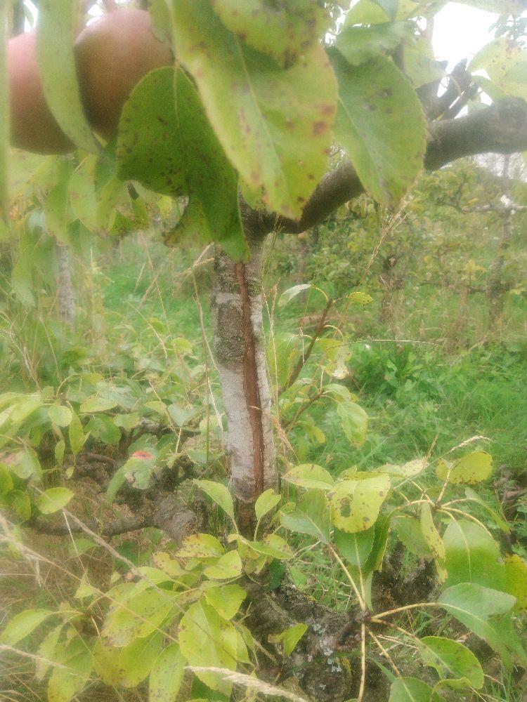 Poirier - Directeur Hardy - Cordon 2 Etages - Force 2 - Autre