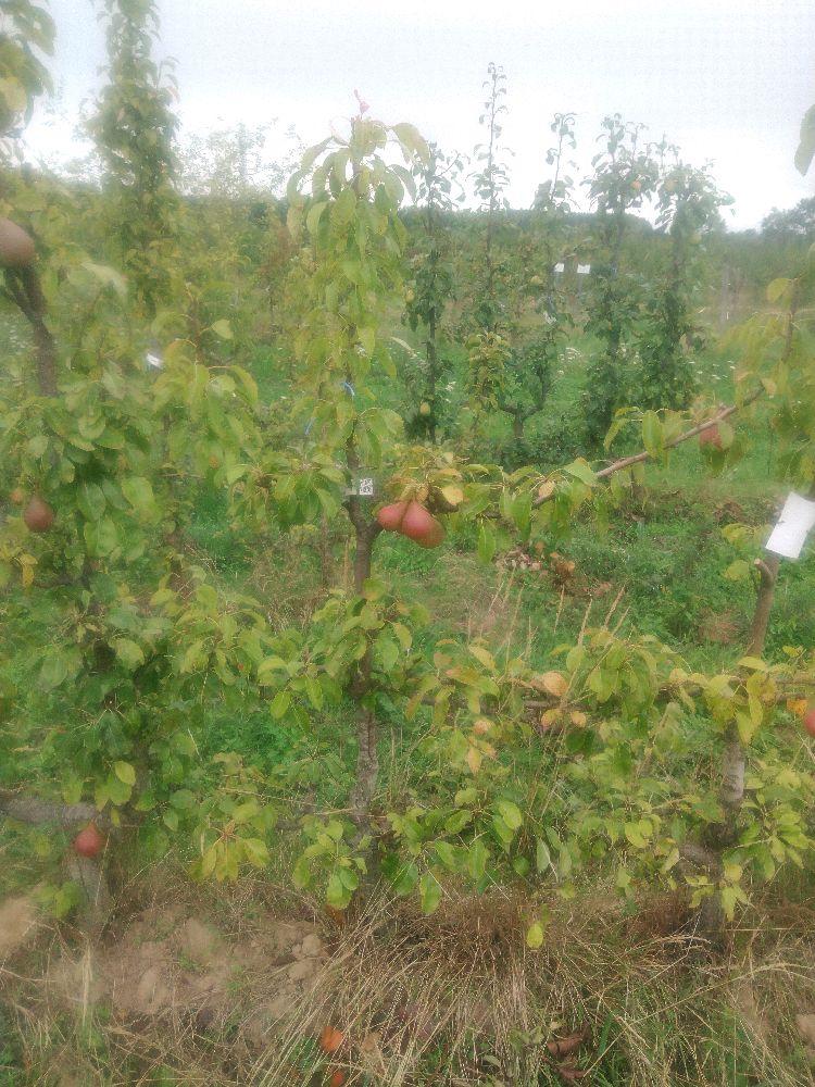 Poirier - Directeur Hardy - Cordon 3 Etages - Force 2 - Autre