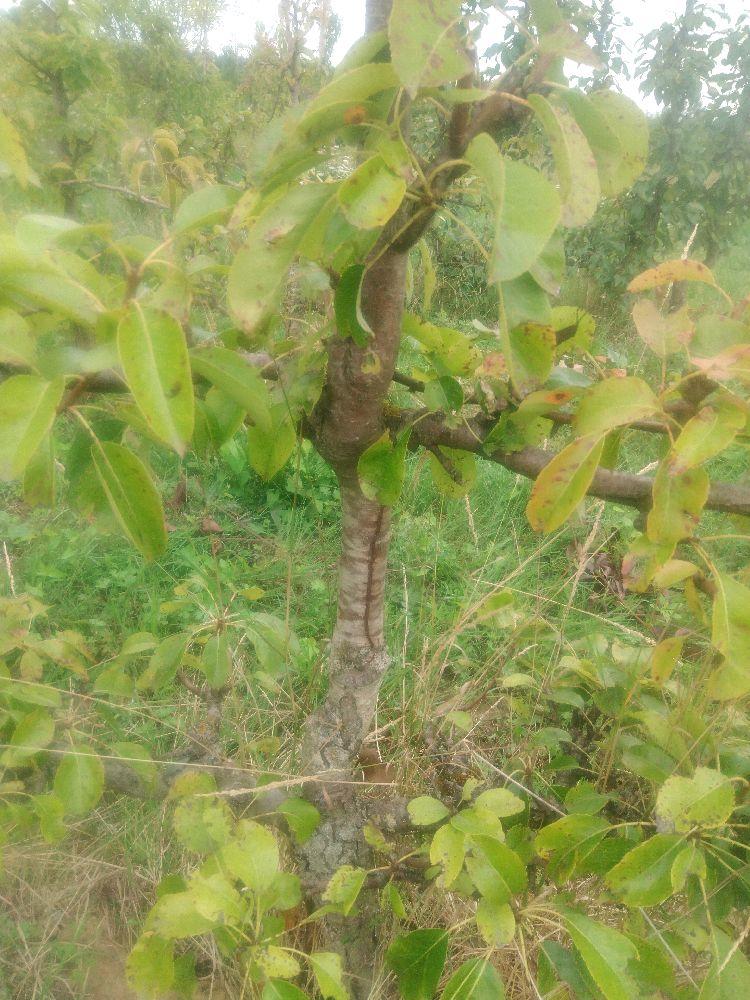 Poirier - Directeur Hardy - Cordon 3 Etages - Force 2 - Autre