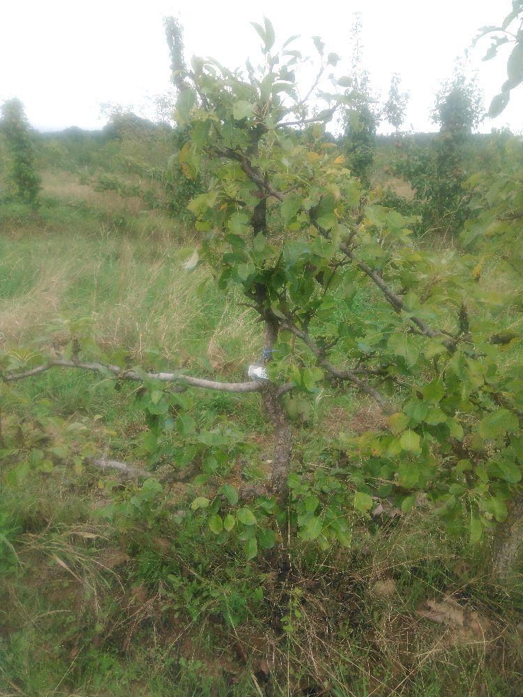 Poirier - Doyenné d'Alençon - Cordon 2 Etages - Force 3 - Autre