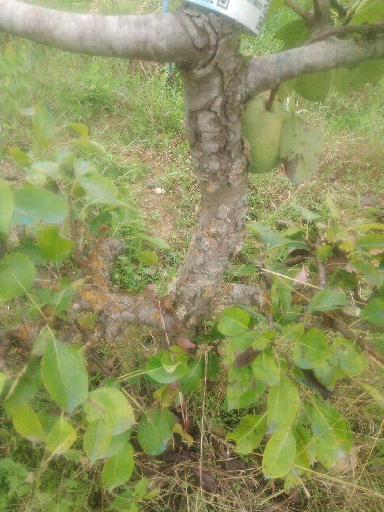 Poirier - Doyenné d'Alençon - Cordon 2 Etages - Force 3 - Autre