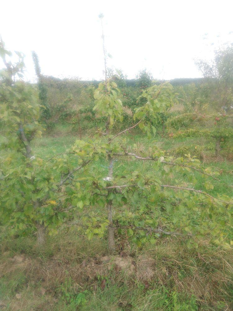 Poirier - Doyenné d'Alençon - Cordon 3 Etages - Force 3 - Autre