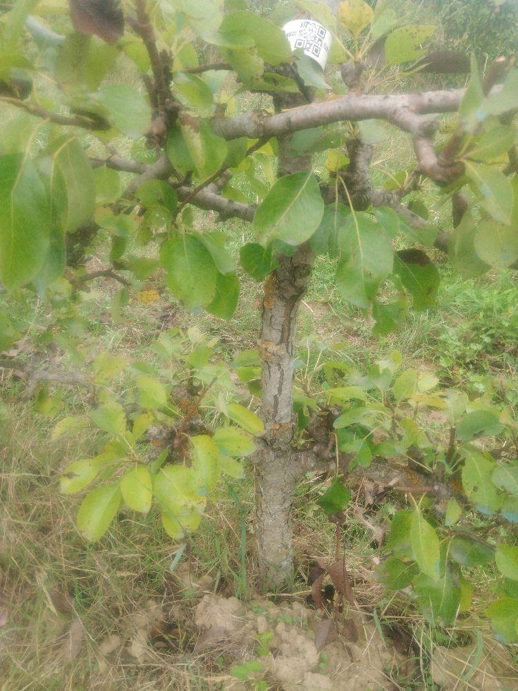 Poirier - Doyenné d'Alençon - Cordon 3 Etages - Force 3 - Autre