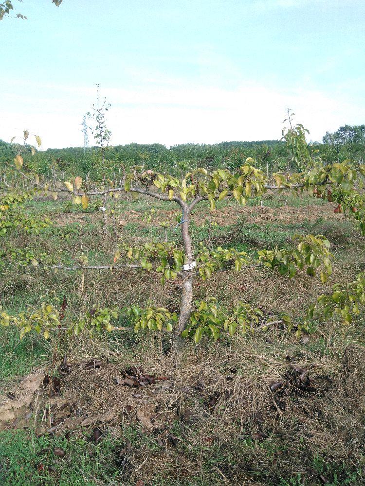 Poirier - Doyenné du Comice - Cordon 3 Etages - Force 4 - Autre