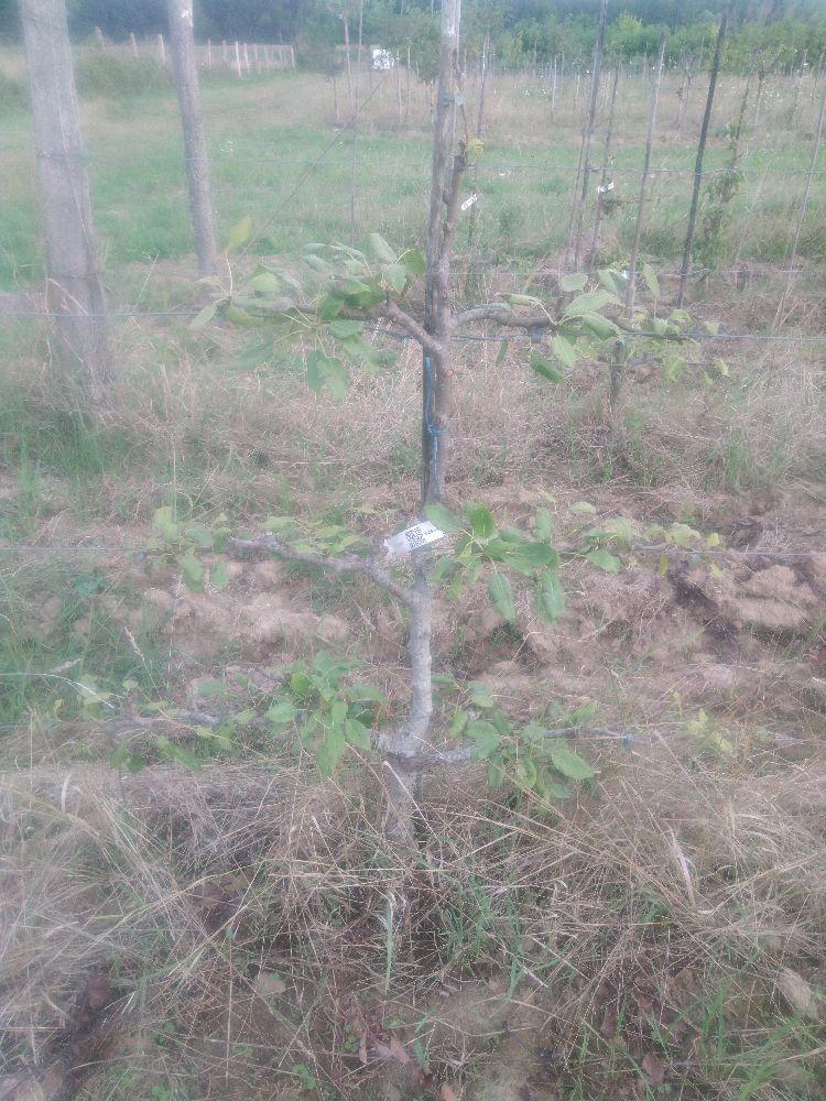 Poirier - Duchesse Bererd - Cordon 3 Etages - Force 2 - Autre