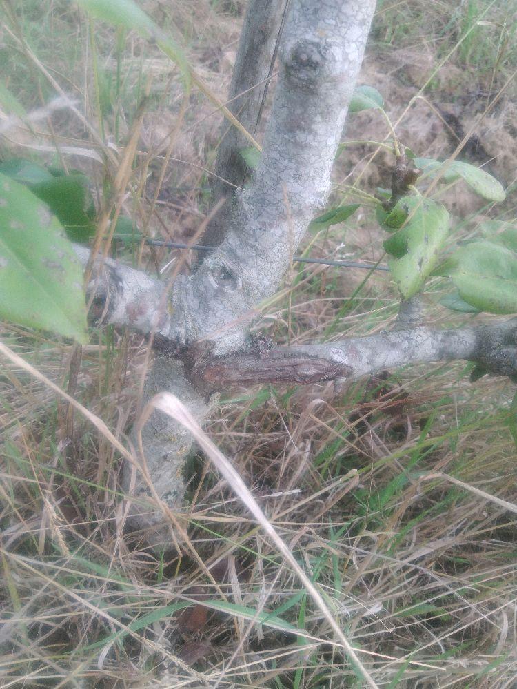 Poirier - Duchesse Bererd - Cordon 3 Etages - Force 2 - Autre