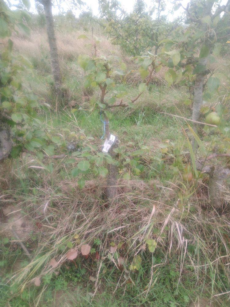 Poirier - Duchesse d'Angoulême - Cordon 2 Etages - Force 2 - Autre