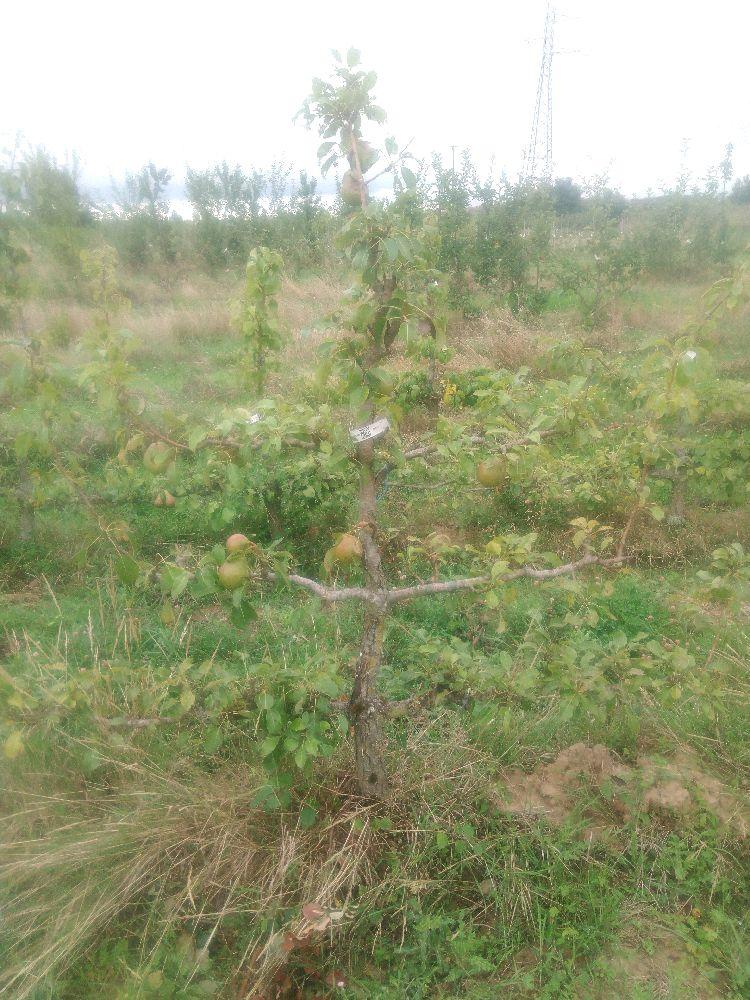 Poirier - Duchesse d'Angoulême - Cordon 3 Etages - Force 3 - Autre