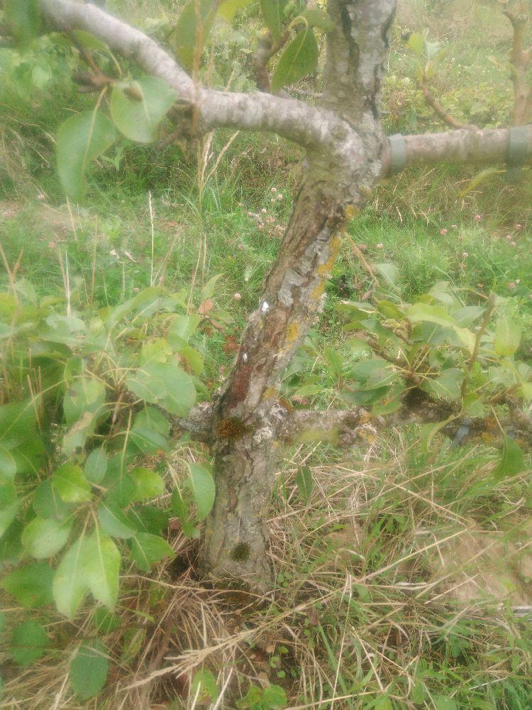 Poirier - Duchesse d'Angoulême - Cordon 3 Etages - Force 3 - Autre