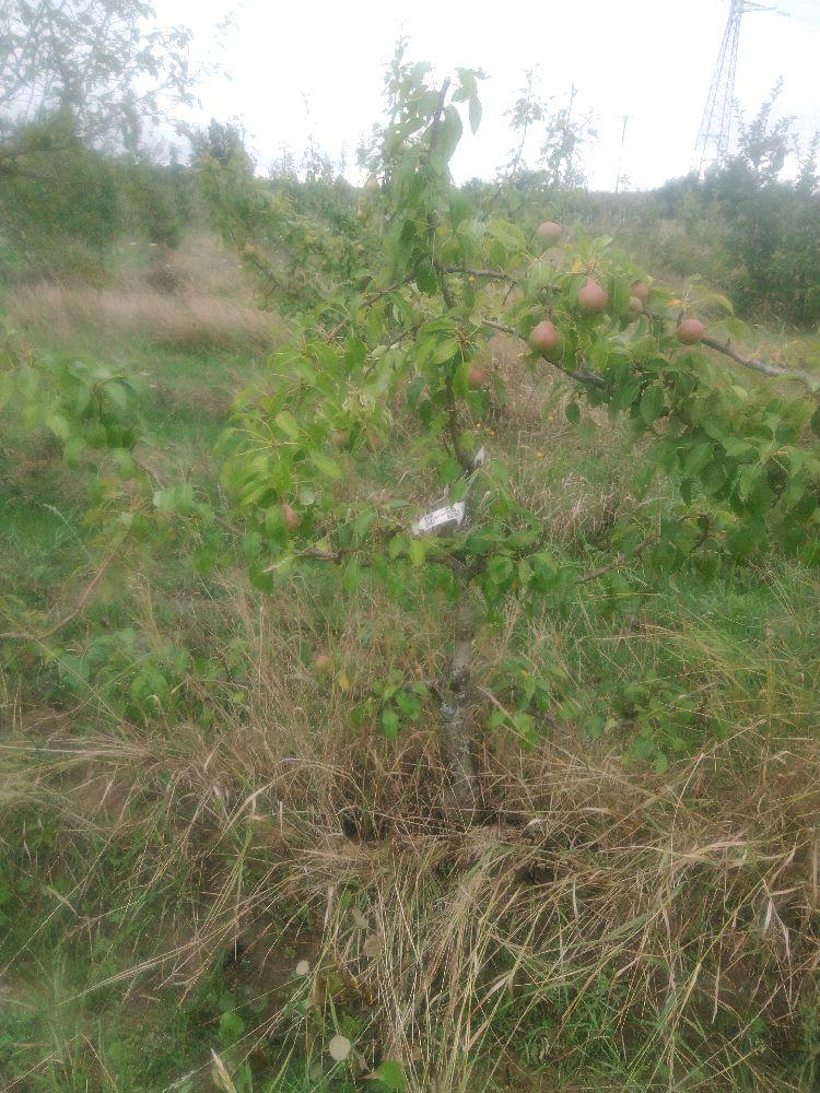 Poirier - Épines du Mas - Cordon 2 Etages - Force 1 - Autre