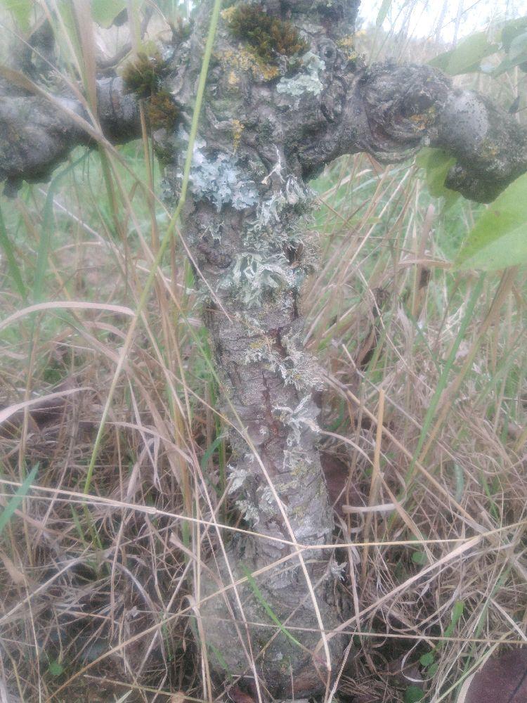 Poirier - Épines du Mas - Cordon 2 Etages - Force 1 - Autre