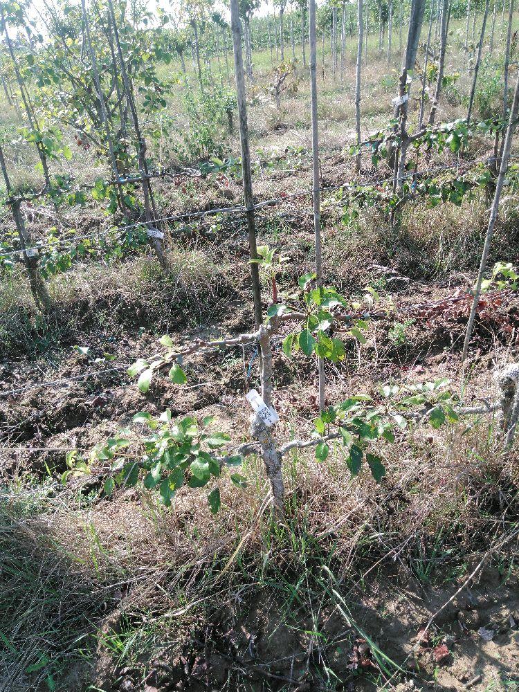 Poirier - Favorite de Clapp - Cordon 2 Etages - Force 1 - Autre