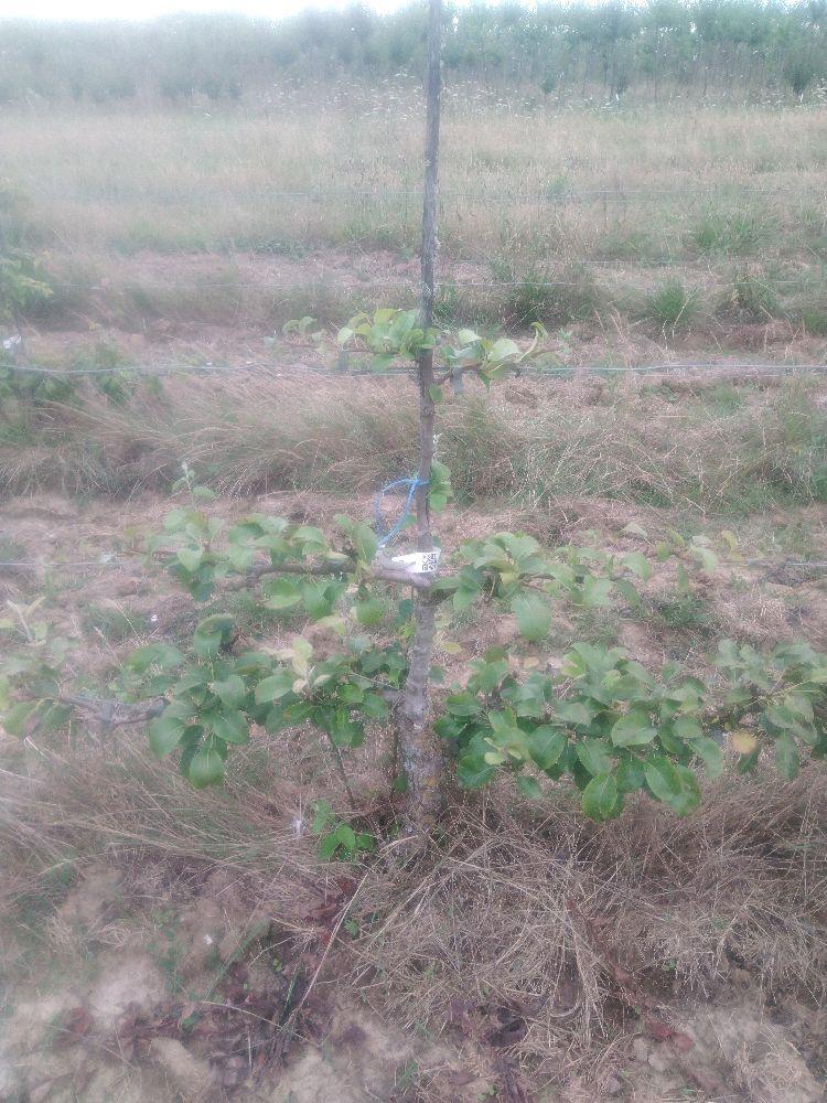 Poirier - Figue d'Alençon - Cordon 2 Etages - Force 2 - Autre