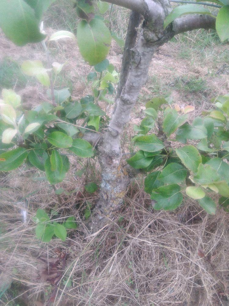 Poirier - Figue d'Alençon - Cordon 2 Etages - Force 2 - Autre