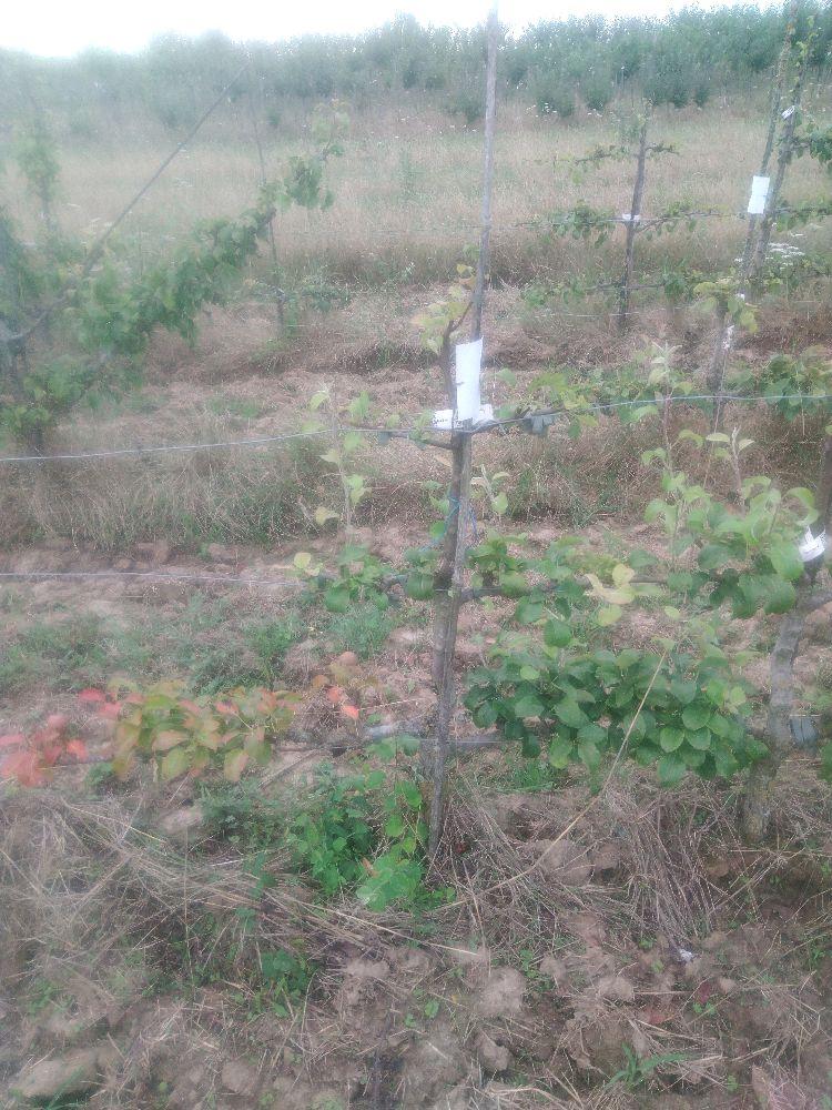 Poirier - Figue d'Alençon - Cordon 3 Etages - Force 2 - Autre