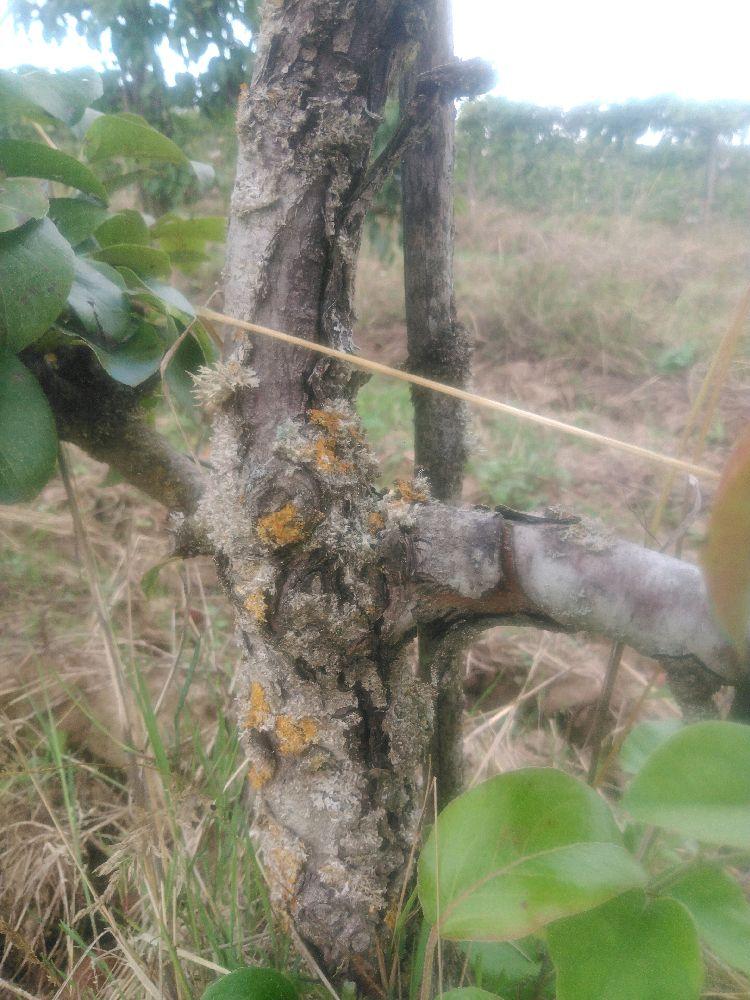 Poirier - Figue d'Alençon - Cordon 3 Etages - Force 2 - Autre