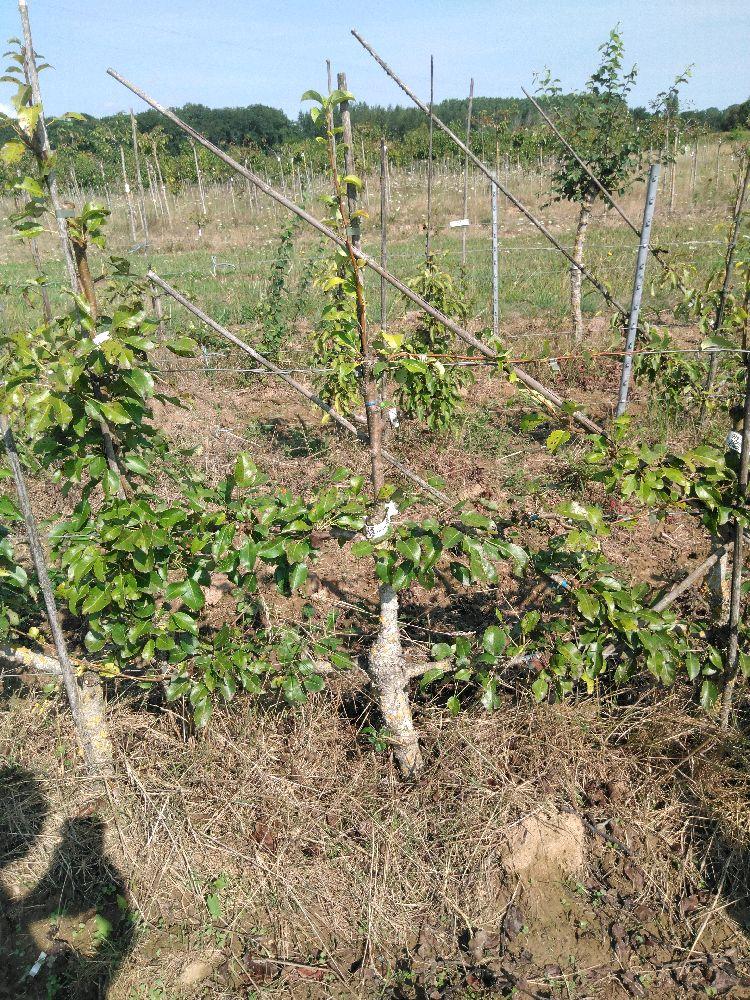 Poirier - Général Leclerc - Cordon 2 Etages - Force 2 - Autre