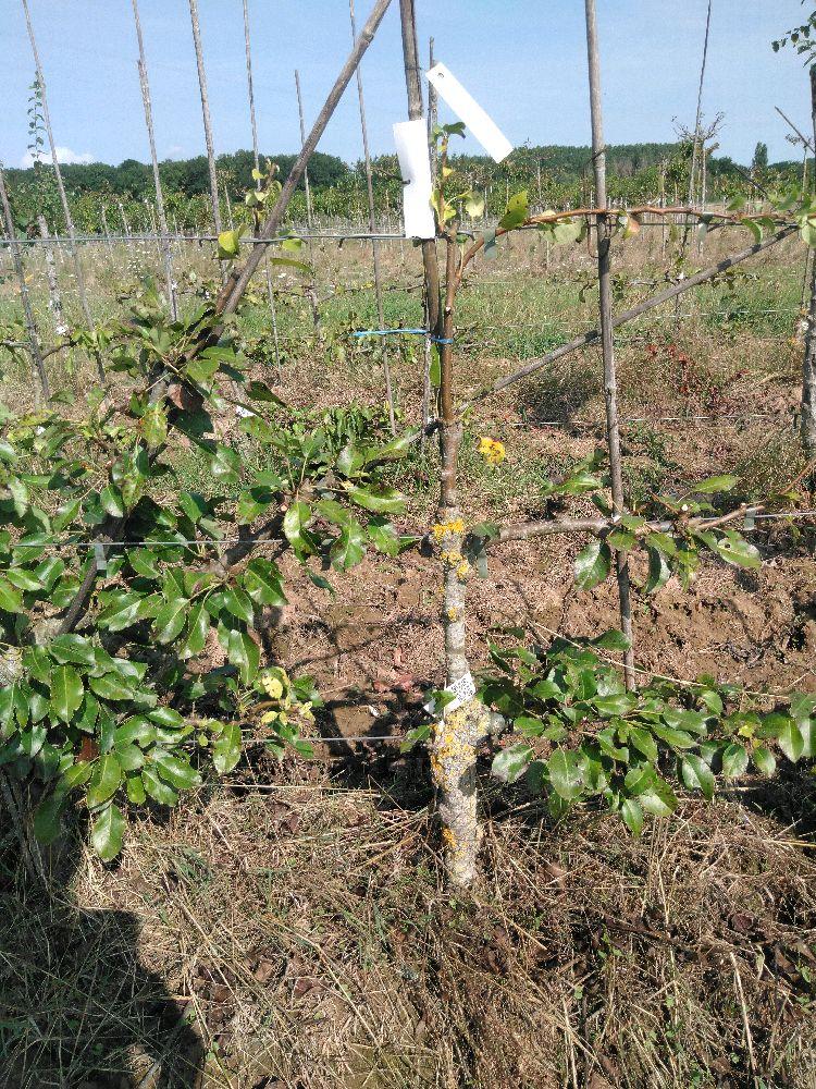 Poirier - Général Leclerc - Cordon 2 Etages - Force 1 - Autre