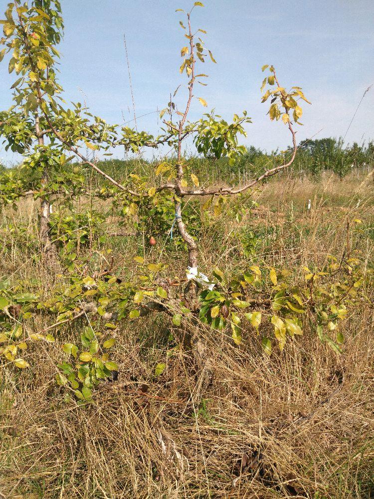 Poirier - Joséphine de Malines - Cordon 2 Etages - Force 1 - Autre