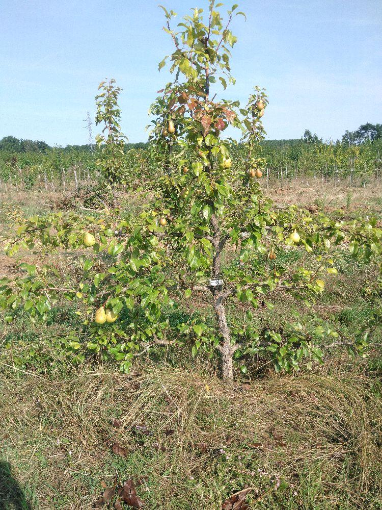 Poirier - Le Lectier - Cordon 3 Etages - Force 4 - Autre