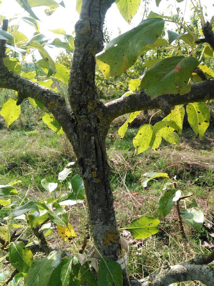 Poirier - Le Lectier - Cordon 3 Etages - Force 4 - Autre