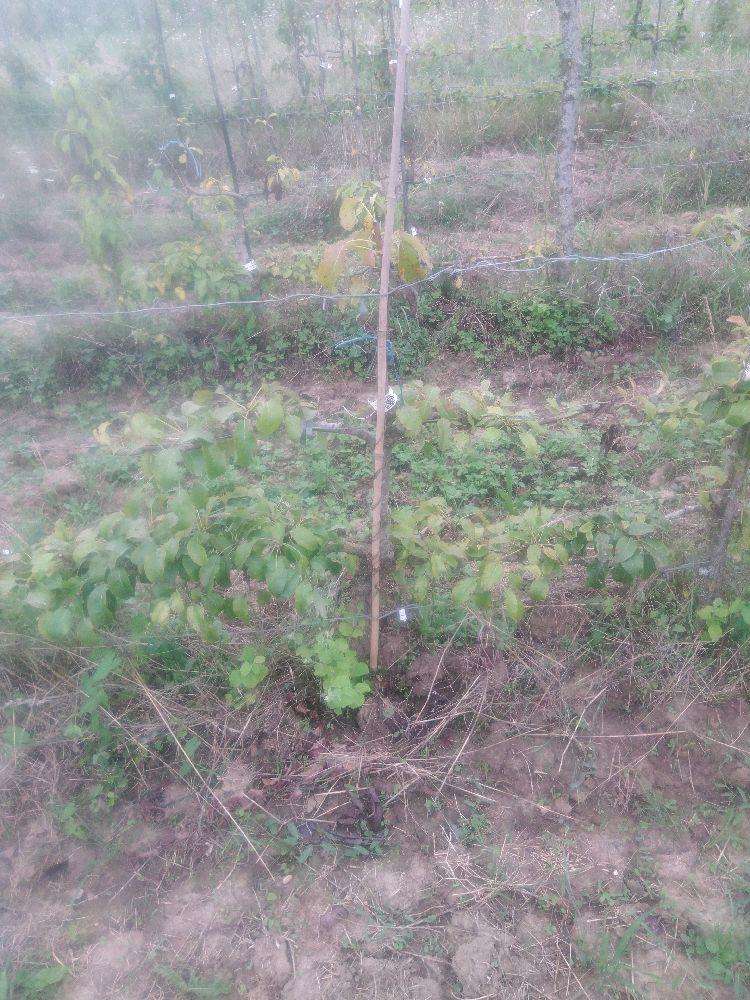 Poirier - Louise Bonne - Cordon 2 Etages - Force 2 - Autre