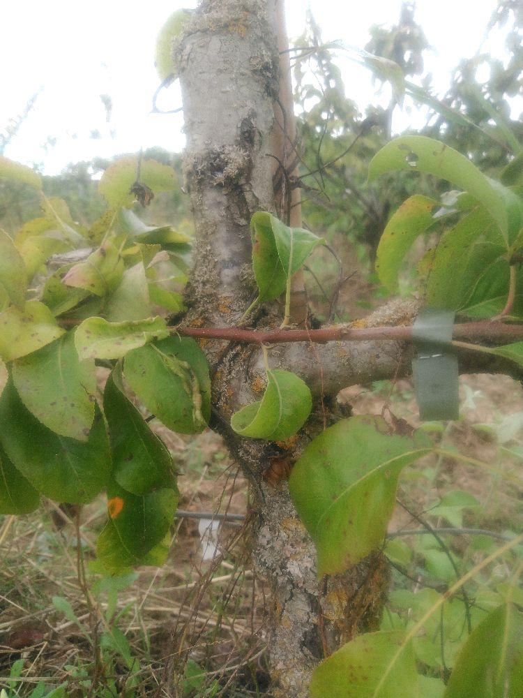 Poirier - Louise Bonne - Cordon 2 Etages - Force 2 - Autre