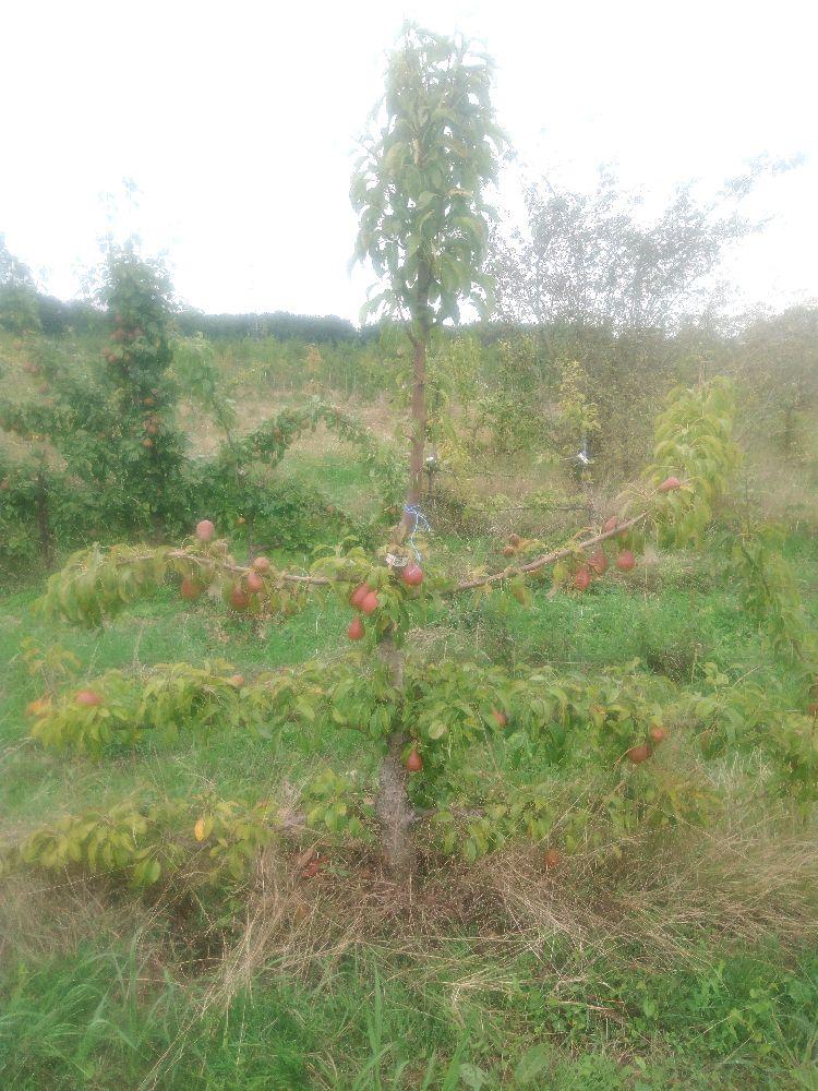 Poirier - Louise Bonne - Cordon 3 Etages - Force 4 - Autre