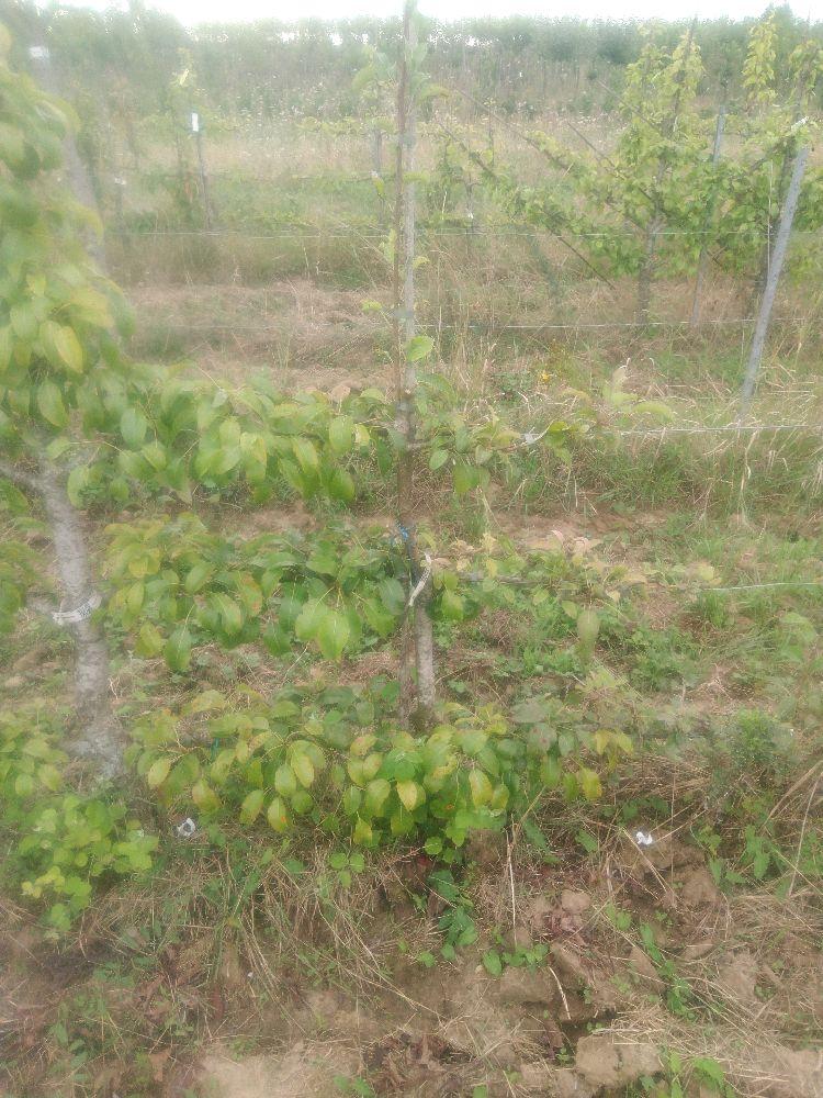 Poirier - Louise Bonne - Cordon 3 Etages - Force 2 - Autre