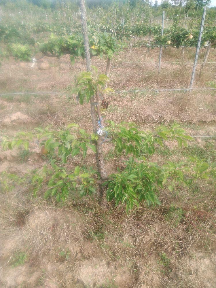 Poirier - Nec Plus Ultra Meuris - Cordon 2 Etages - Force 1 - Autre