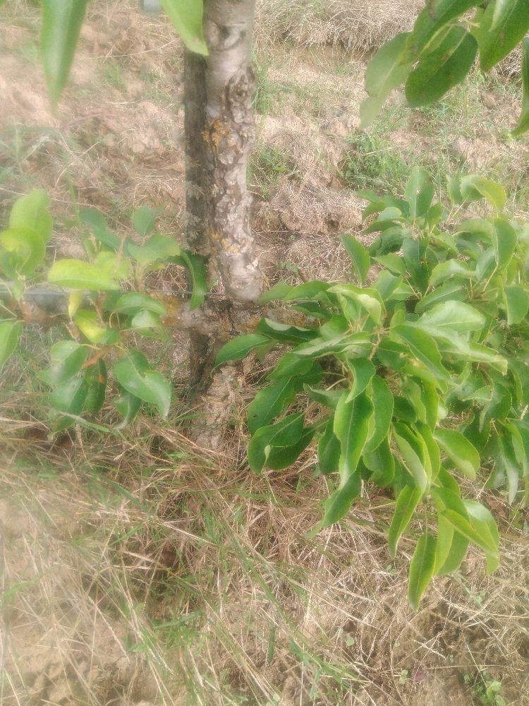 Poirier - Nec Plus Ultra Meuris - Cordon 2 Etages - Force 1 - Autre