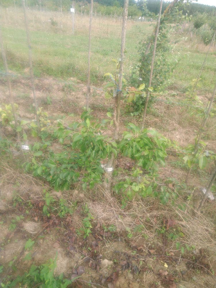 Poirier - Nouveau Poiteau - Cordon 2 Etages - Force 2 - Autre