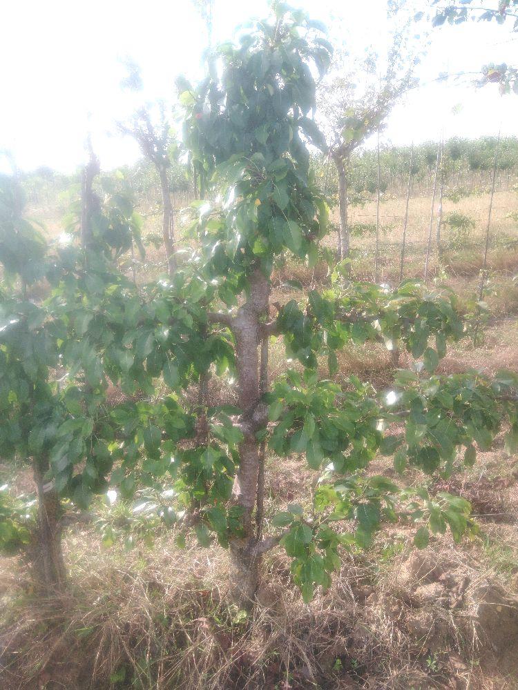 Poirier - Nouveau Poiteau - Cordon 3 Etages - Force 5 - Autre