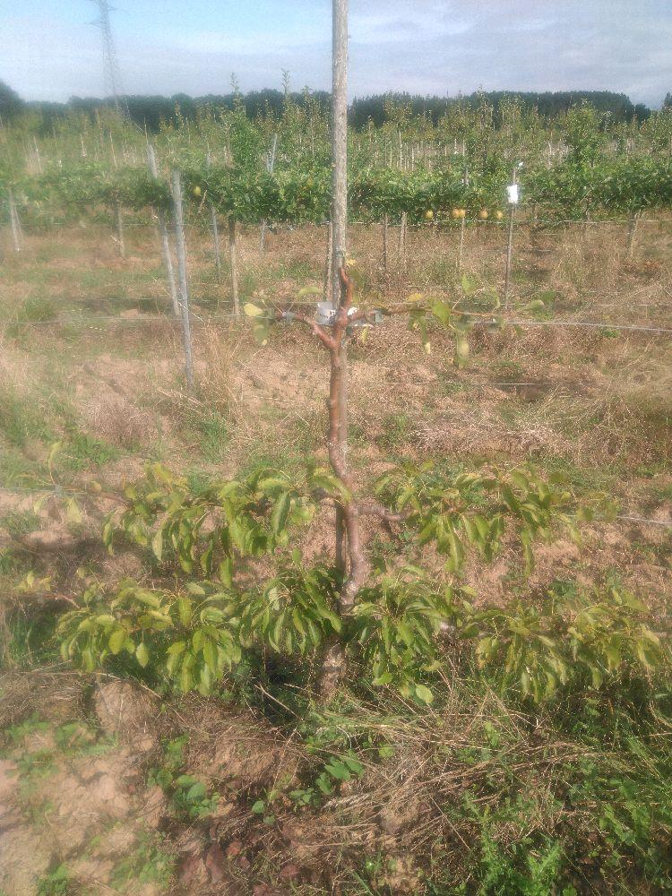 Poirier - Olivier de Serres - Cordon 3 Etages - Force 2 - Autre