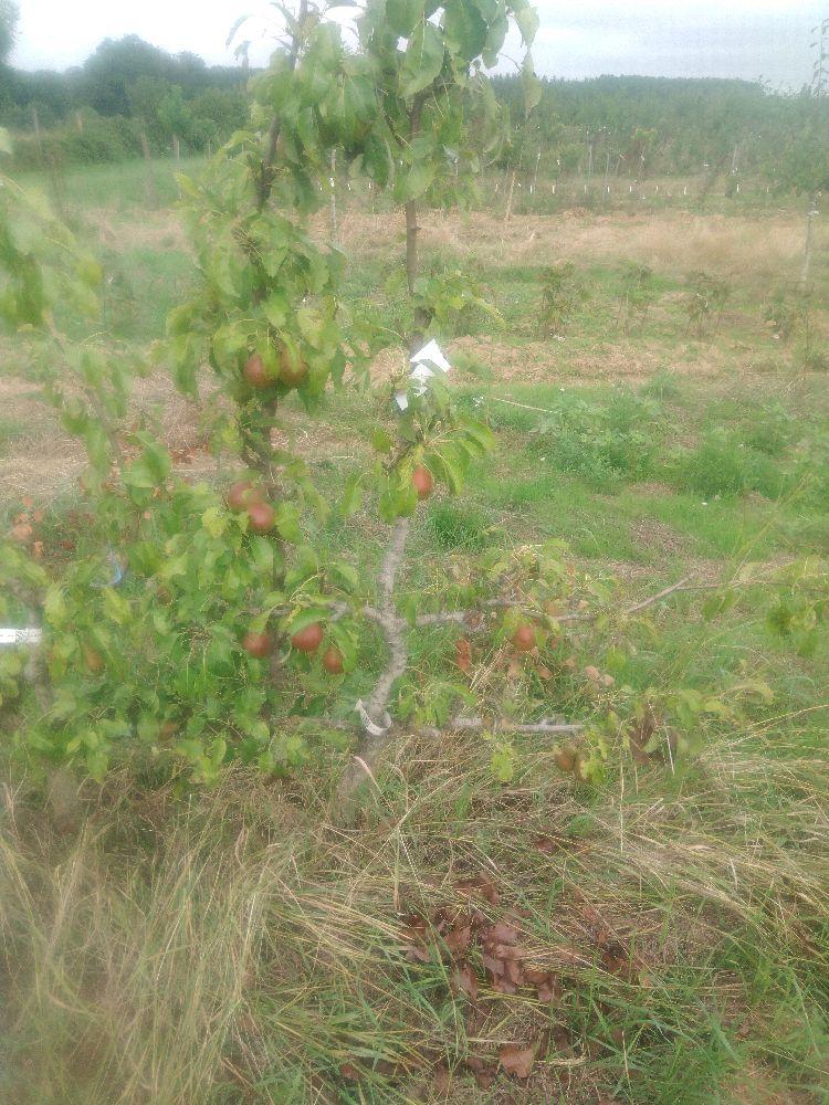 Poirier - Professeur Grosdemange - Cordon 2 Etages - Force 2 - Autre