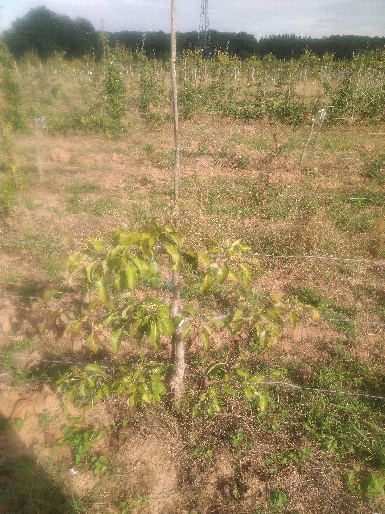 Poirier - Professeur Grosdemange - Cordon 3 Etages - Force 2 - Autre