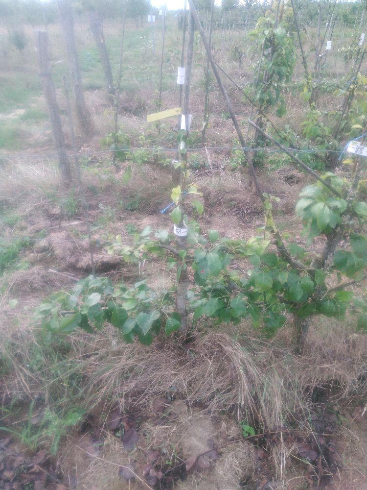 Poirier - Sucrée de Montluçon - Cordon 2 Etages - Force 1 - Autre