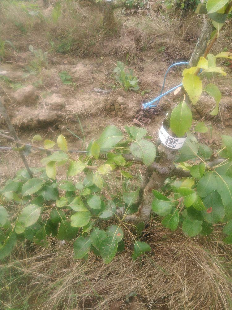 Poirier - Sucrée de Montluçon - Cordon 2 Etages - Force 1 - Autre