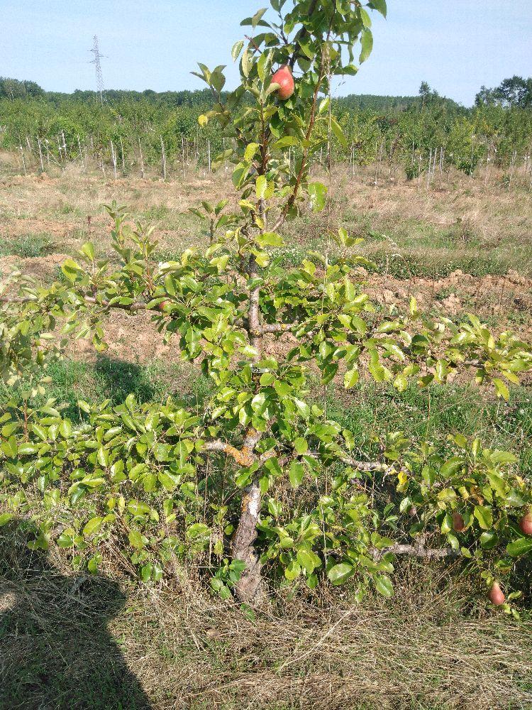 Poirier - Triomphe de Jodoigne - Cordon 3 Etages - Force 4 - Autre