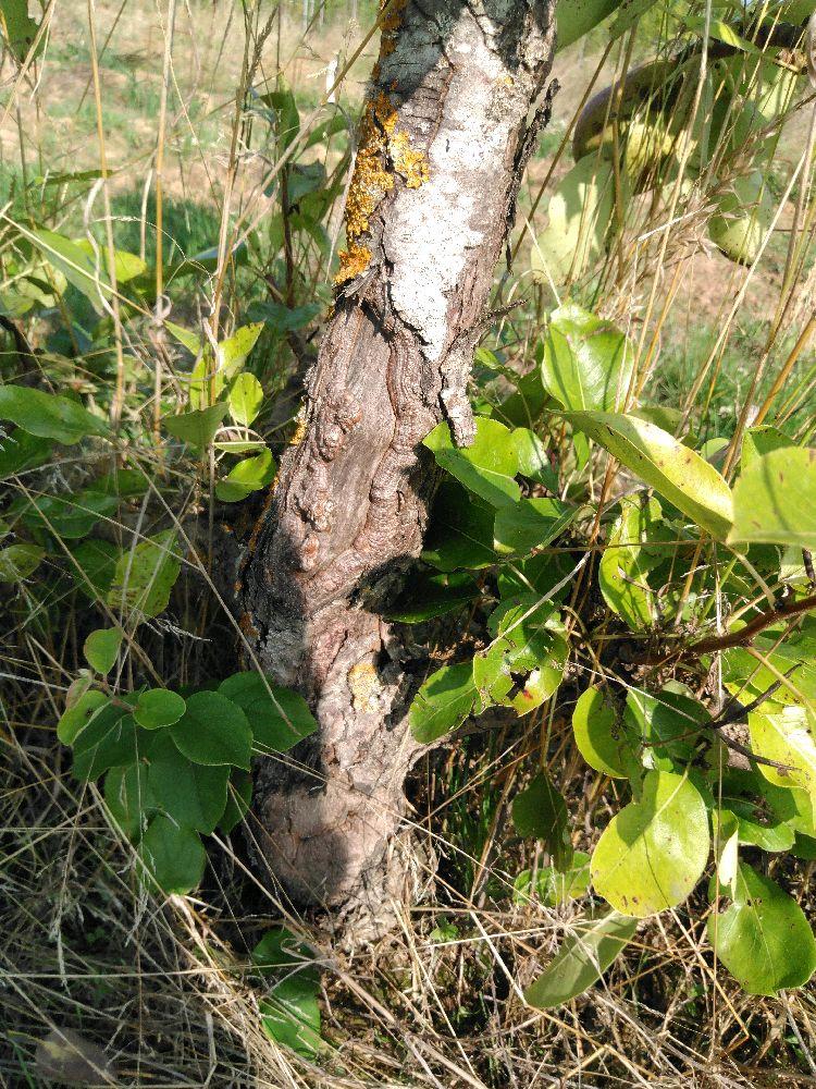 Poirier - Triomphe de Jodoigne - Cordon 3 Etages - Force 4 - Autre