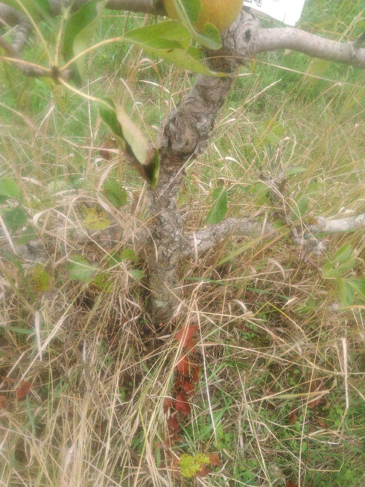 Poirier - Triomphe de Vienne - Cordon 2 Etages - Force 3 - Autre